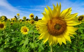 Sunflower field