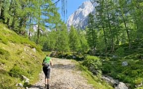 Waldweg mit Dachsteinblick