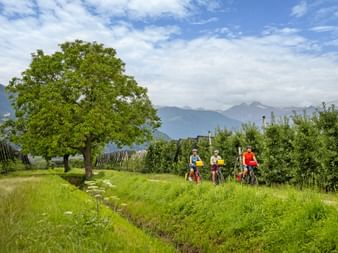 Cyclists on the Adige Cycle Path
