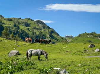 Horses on the Lechweg