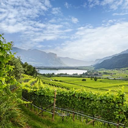 Vineyards on Lake Garda