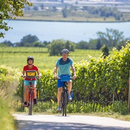 Cyclist on cycle path through vineyards with Lake Kaltern in the background